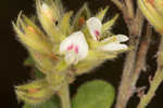 Hairy lespedeza